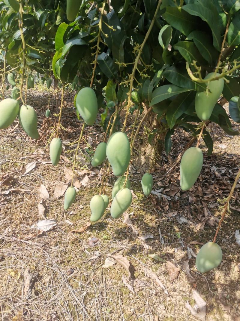 百色芒果小金煌3两起步或者4两起步电话联系