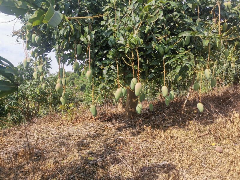百色芒果小金煌3两起步或者4两起步电话联系