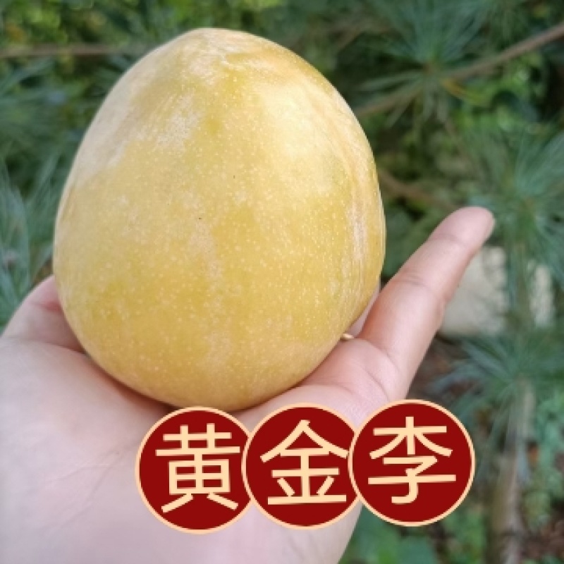 【九峰山黄金奈李】光照足[太阳]温差大，深山种植，无污