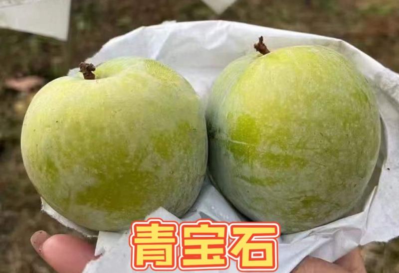 【九峰山黄金奈李】光照足[太阳]温差大，深山种植，无污