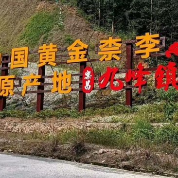 【九峰山黄金奈李】光照足[太阳]温差大，深山种植，无污