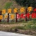 【九峰山黄金奈李】光照足[太阳]温差大，深山种植，无污