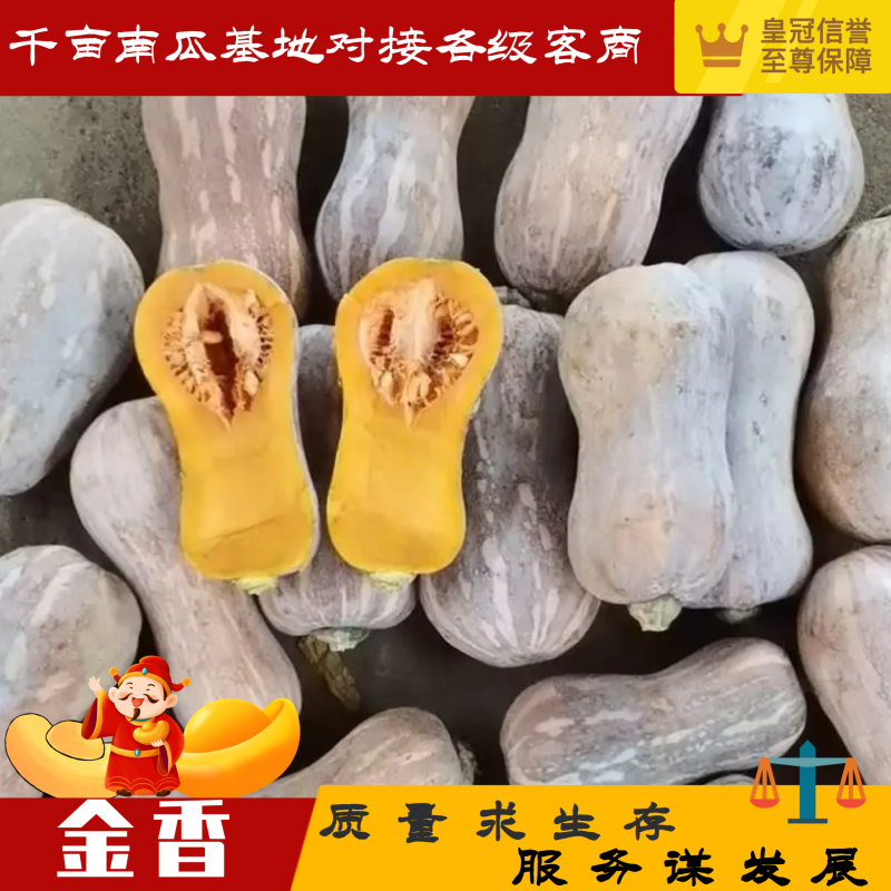 大型金香南瓜基地直发专业服务让老板走货省心省事省力