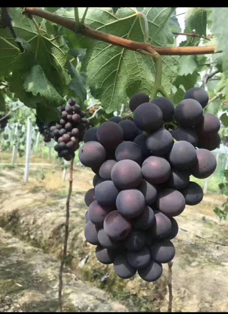 巨峰葡萄支持大量包地，不要散户