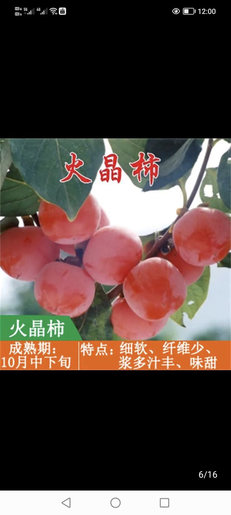 柿子树，陕西省西安市临潼区，临潼特产，火晶柿子树