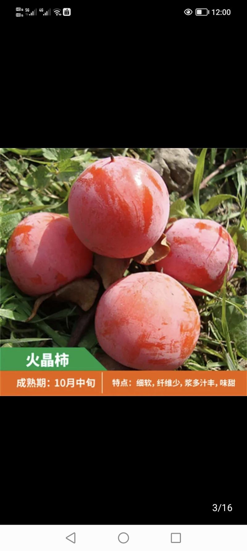 柿子树，陕西省西安市临潼区，临潼特产，火晶柿子树