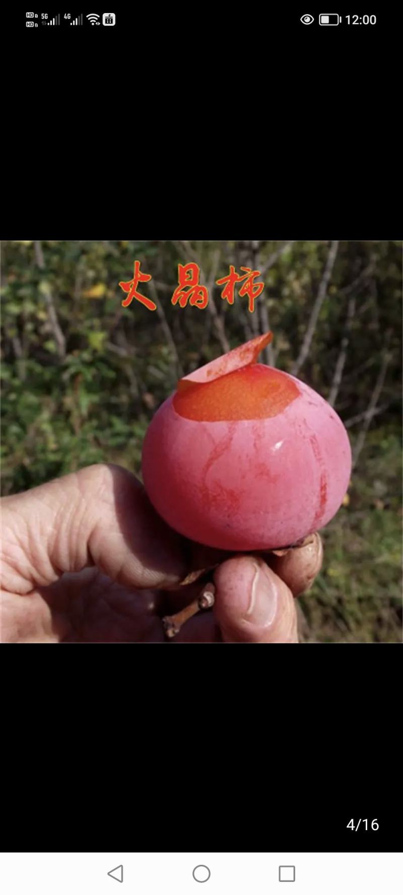 柿子树，陕西省西安市临潼区，临潼特产，火晶柿子树