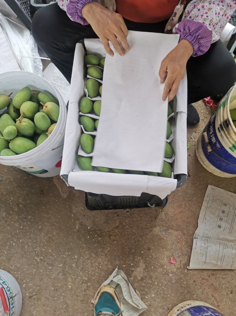 百色芒果小台农对接社区团购电商平台电话联系