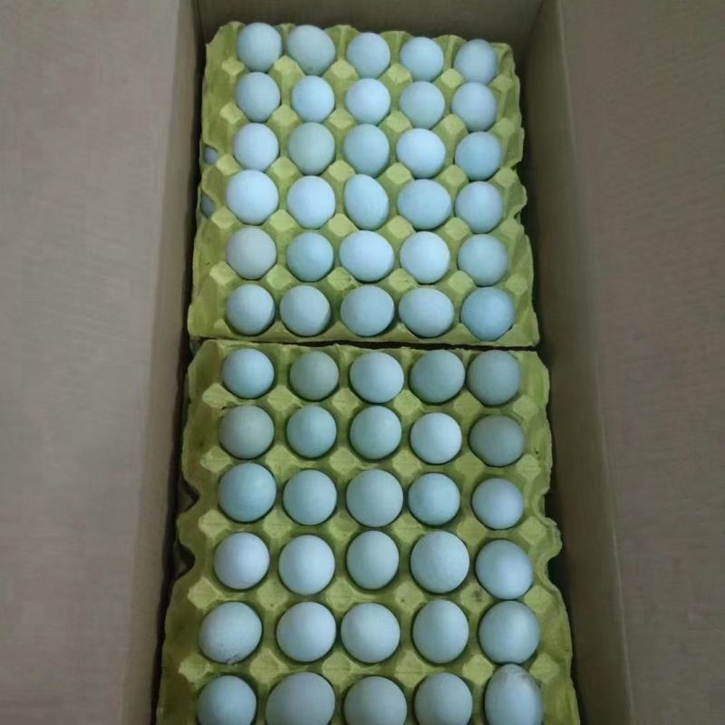 大量批发大号绿壳鸡蛋绿壳乌鸡蛋绿壳土鸡蛋当天产保新鲜