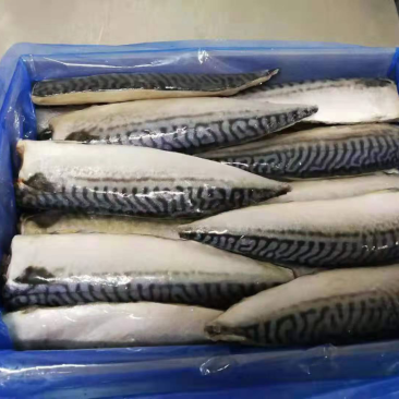 鲐鱼片