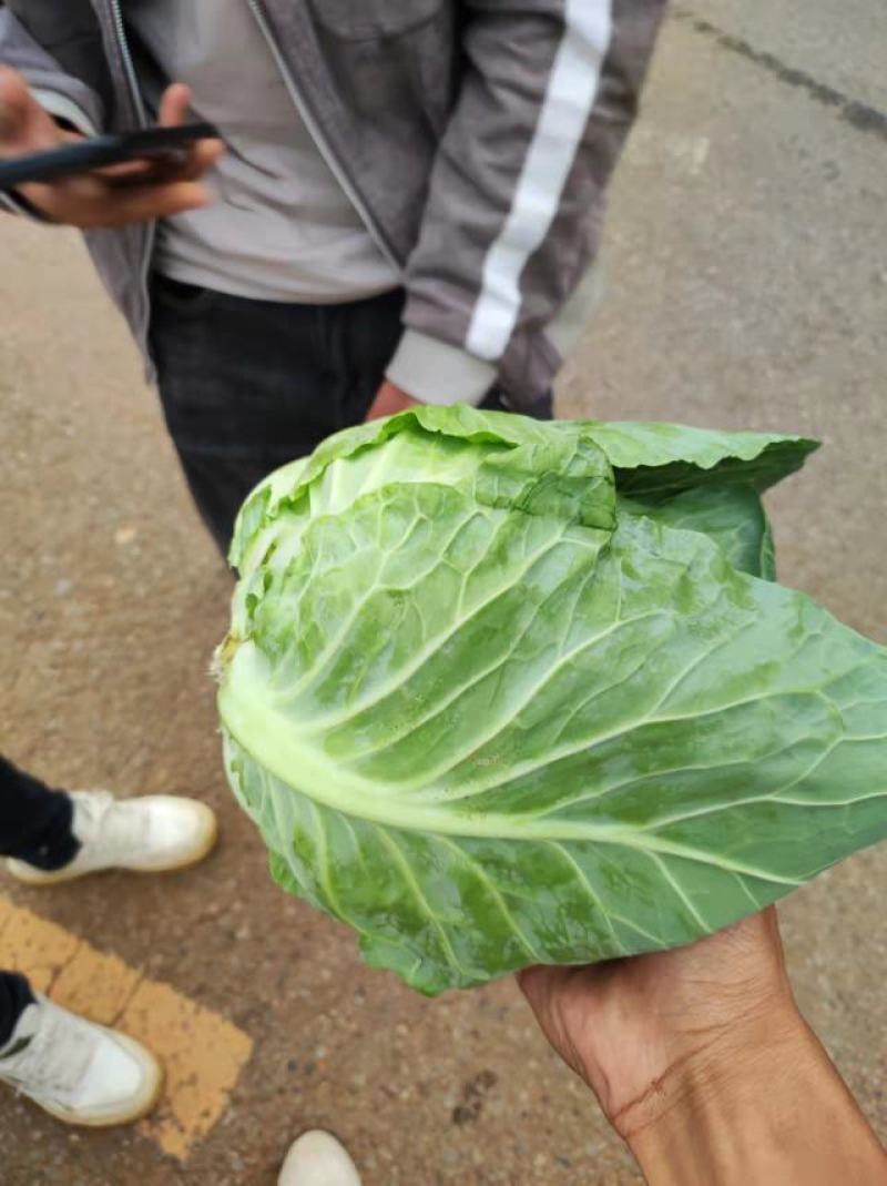 带坚的铁头甘蓝价格便宜，货好质量保障需要的老板主动出击哈