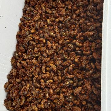 临沂莒南金蝉，大量出售野生养殖金蝉，速冻，活金蝉都有