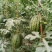 重茬五连冠1000粒西瓜种子抗重茬新品种高糖14度水果种