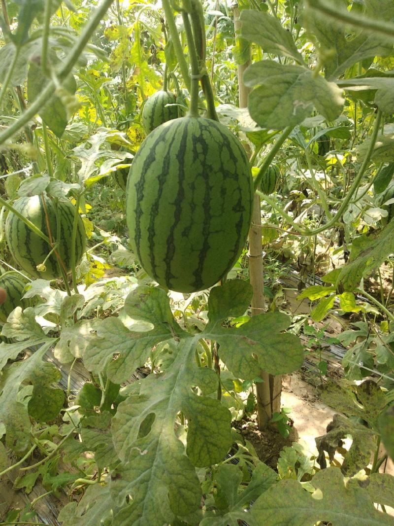 重茬五连冠1000粒西瓜种子抗重茬新品种高糖14度水果种