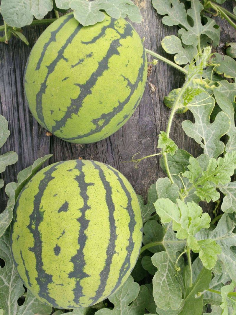 重茬五连冠1000粒西瓜种子抗重茬新品种高糖14度水果种
