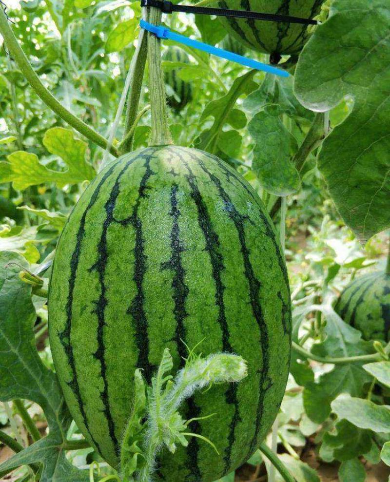 重茬五连冠1000粒西瓜种子抗重茬新品种高糖14度水果种