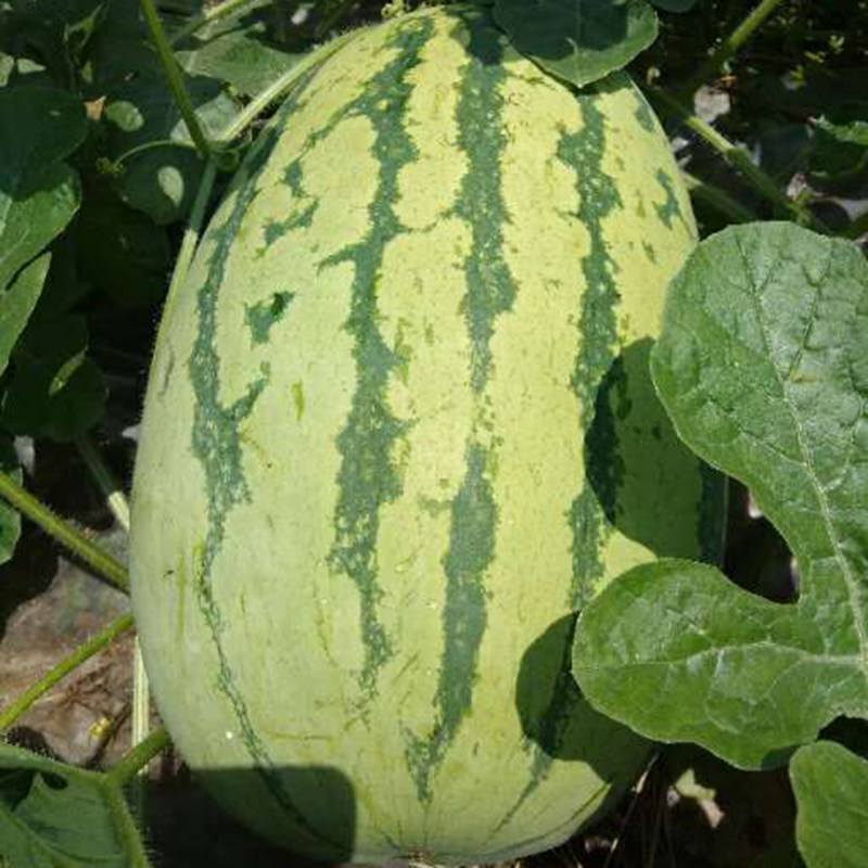 重茬五连冠1000粒西瓜种子抗重茬新品种高糖14度水果种