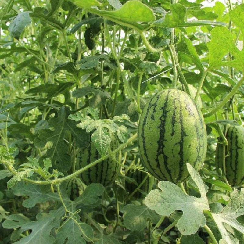 重茬五连冠1000粒西瓜种子抗重茬新品种高糖14度水果种