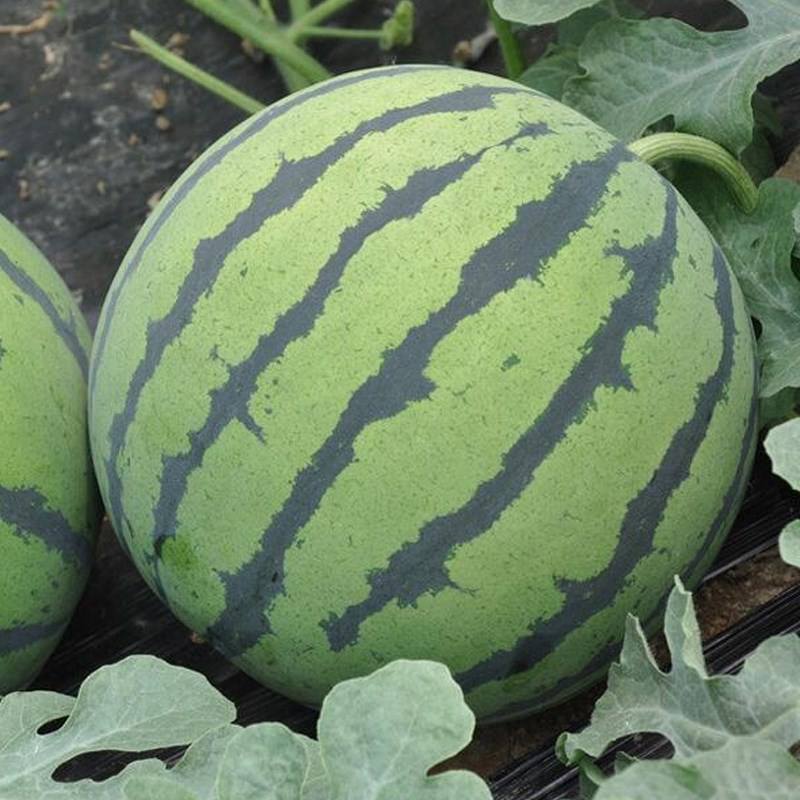 重茬五连冠1000粒西瓜种子抗重茬新品种高糖14度水果种