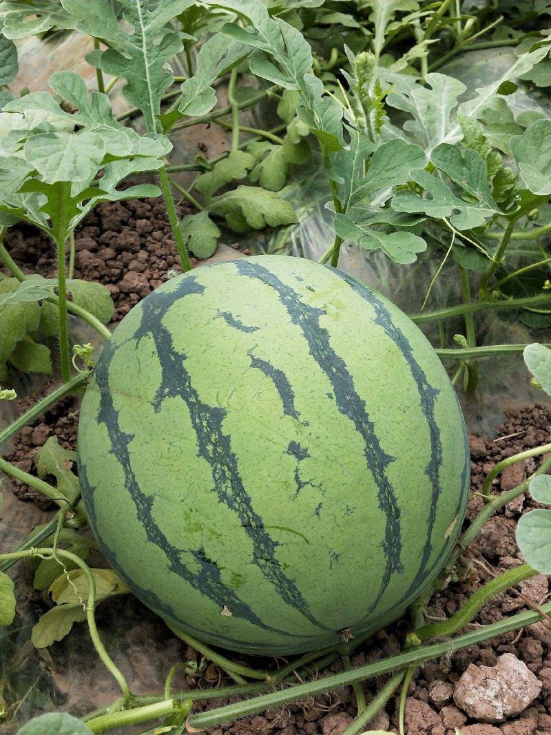 重茬五连冠1000粒西瓜种子抗重茬新品种高糖14度水果种