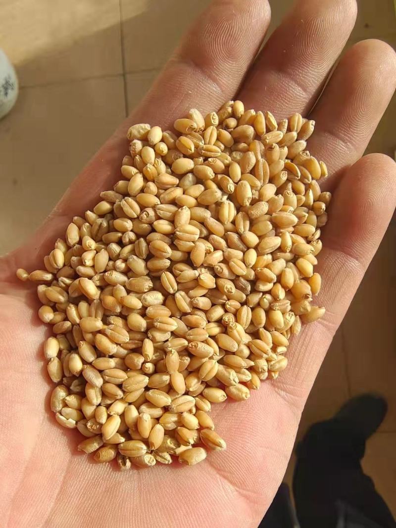 小麦大量有货