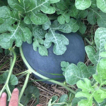 特大新抗八西瓜籽西瓜种子大棚种植早熟抗病耐四季蔬菜种孑