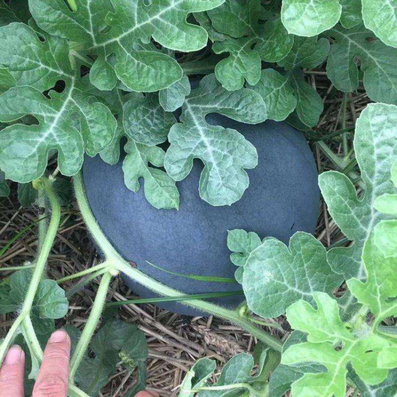 特大新抗八西瓜籽西瓜种子大棚种植早熟抗病耐四季蔬菜种孑