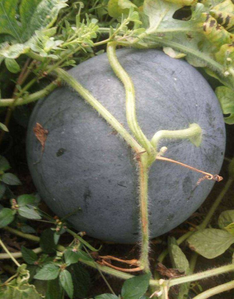 特大新抗八西瓜籽西瓜种子大棚种植早熟抗病耐四季蔬菜种孑