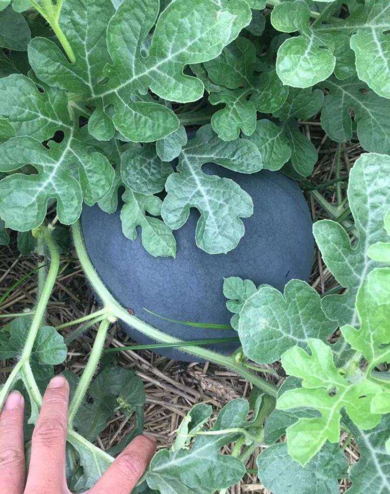 特大新抗八西瓜籽西瓜种子大棚种植早熟抗病耐四季蔬菜种孑