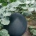 特大新抗八西瓜籽西瓜种子大棚种植早熟抗病耐四季蔬菜种孑