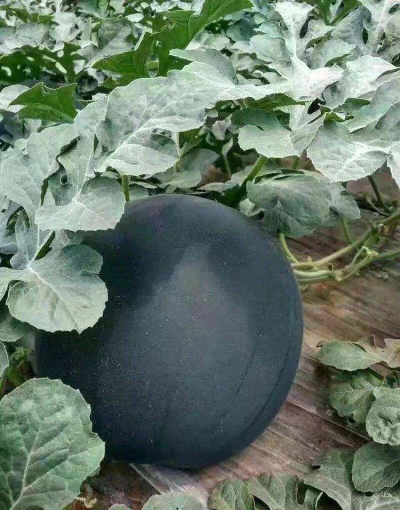 特大新抗八西瓜籽西瓜种子大棚种植早熟抗病耐四季蔬菜种孑