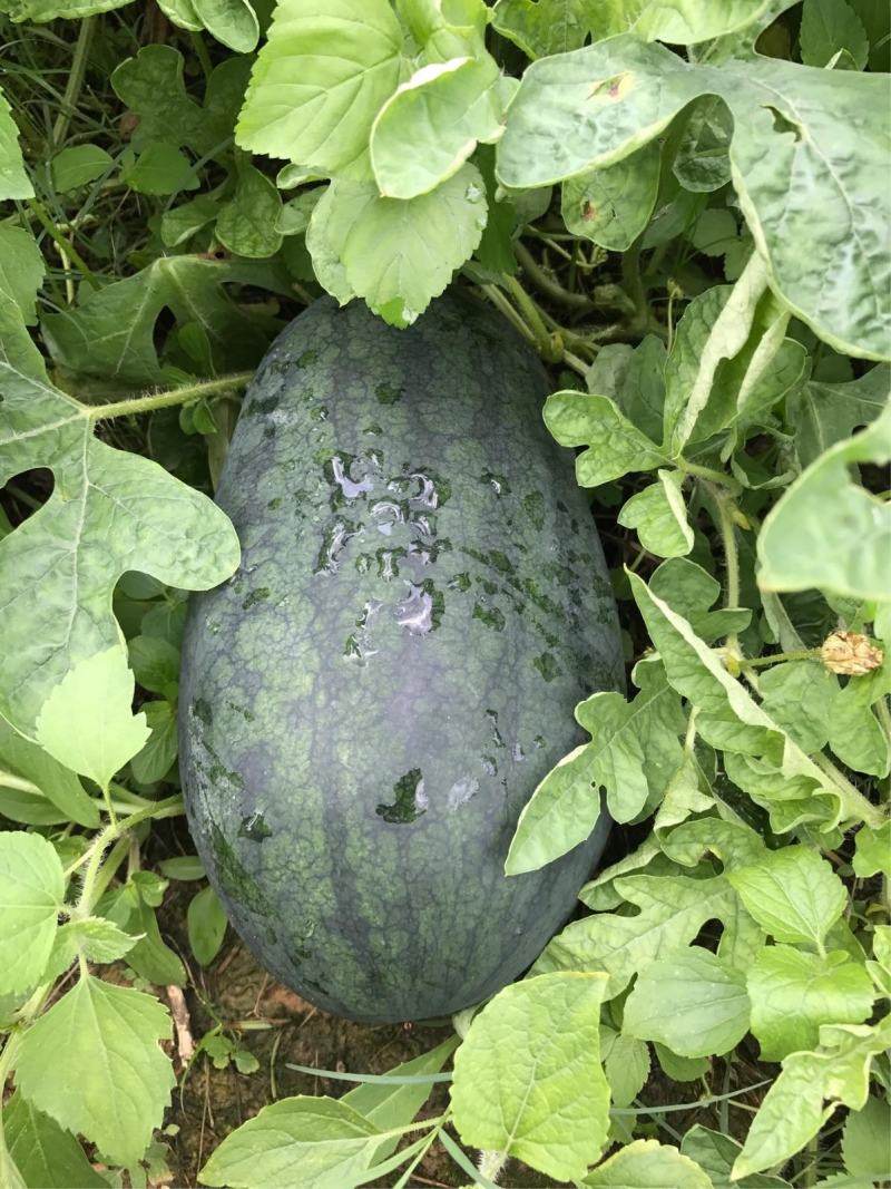 特大新抗八西瓜籽西瓜种子大棚种植早熟抗病耐四季蔬菜种孑