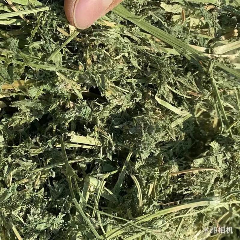 苜蓿甘肃玉门头茬苜蓿草大捆蛋白19左右头茬苜蓿草