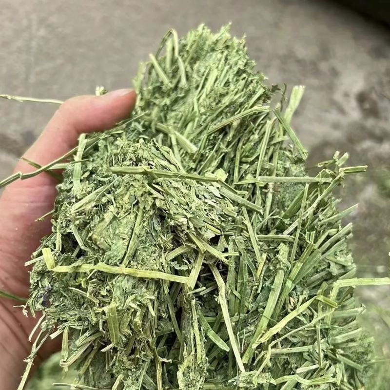 苜蓿甘肃玉门头茬苜蓿草大捆蛋白19左右头茬苜蓿草
