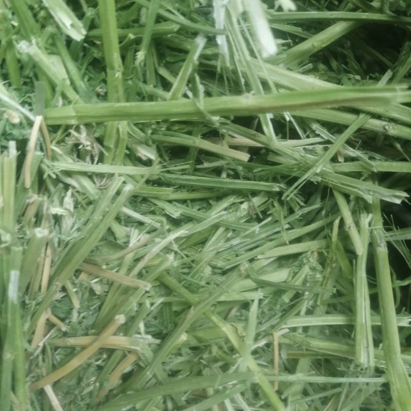 苜蓿甘肃玉门头茬苜蓿草大捆蛋白19左右头茬苜蓿草