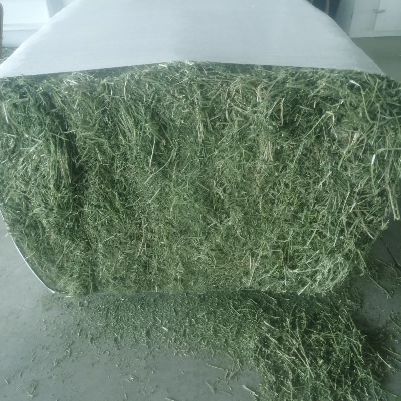 苜蓿甘肃玉门头茬苜蓿草大捆蛋白19左右头茬苜蓿草