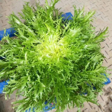 黄心细叶苦苣苦菊种子农家抗冻四季播阳台种籽菜盆栽凉拌蔬菜