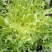 黄心细叶苦苣苦菊种子农家抗冻四季播阳台种籽菜盆栽凉拌蔬菜