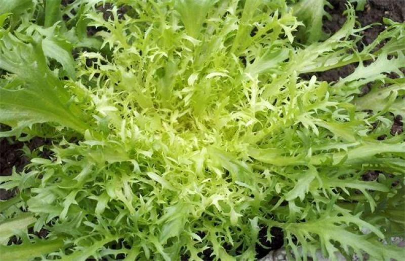 黄心细叶苦苣苦菊种子农家抗冻四季播阳台种籽菜盆栽凉拌蔬菜