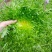 黄心细叶苦苣苦菊种子农家抗冻四季播阳台种籽菜盆栽凉拌蔬菜