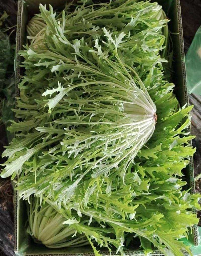 黄心细叶苦苣苦菊种子农家抗冻四季播阳台种籽菜盆栽凉拌蔬菜