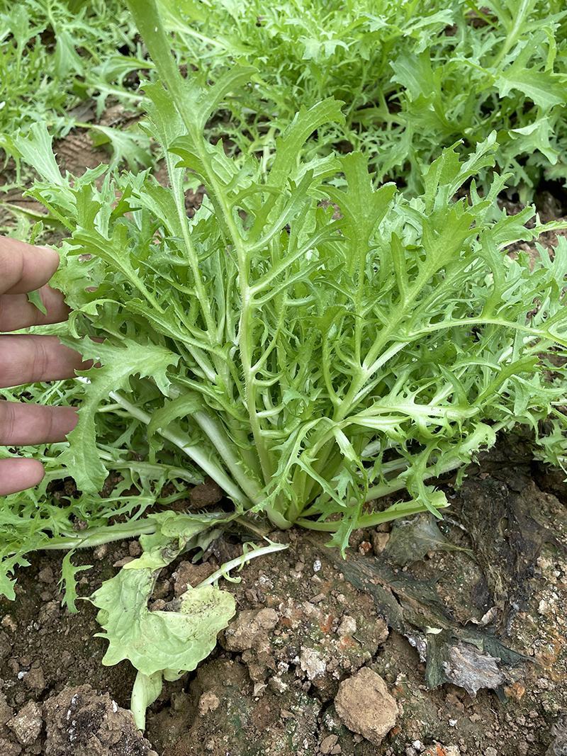 黄心细叶苦苣苦菊种子农家抗冻四季播阳台种籽菜盆栽凉拌蔬菜
