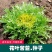 黄心细叶苦苣苦菊种子农家抗冻四季播阳台种籽菜盆栽凉拌蔬菜