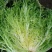 黄心细叶苦苣苦菊种子农家抗冻四季播阳台种籽菜盆栽凉拌蔬菜