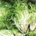 黄心细叶苦苣苦菊种子农家抗冻四季播阳台种籽菜盆栽凉拌蔬菜