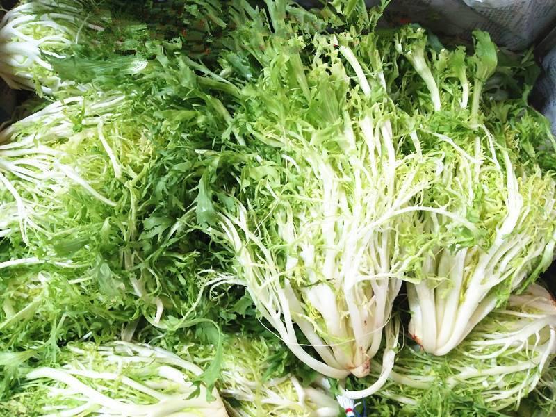 黄心细叶苦苣苦菊种子农家抗冻四季播阳台种籽菜盆栽凉拌蔬菜