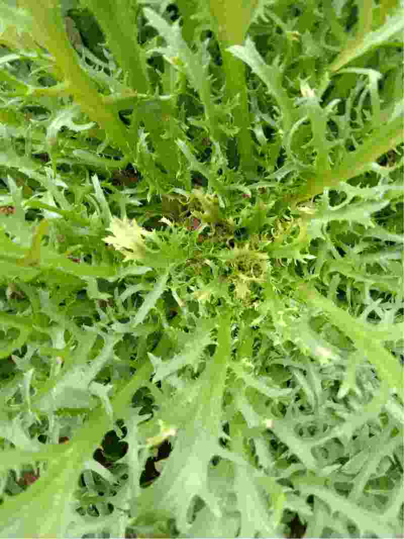 荷兰花叶苦苣菜种子黄心细叶苦菊种籽花皇帝苦苣蔬菜四季播