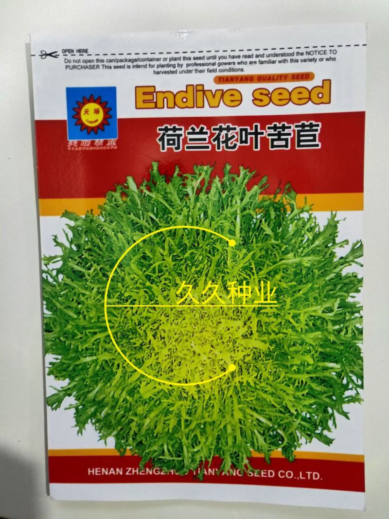 荷兰花叶苦苣菜种子黄心细叶苦菊种籽花皇帝苦苣蔬菜四季播