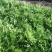 荷兰花叶苦苣菜种子黄心细叶苦菊种籽花皇帝苦苣蔬菜四季播