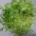 荷兰花叶苦苣菜种子黄心细叶苦菊种籽花皇帝苦苣蔬菜四季播